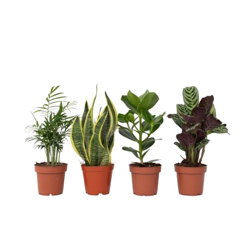Plant in a Box - Set di 4 piante d'appartamento 'Easy Care' - Manutenzione molto ridotta - Sansevieria, Chamaedorea, Ctenanthe, Clusia - Vaso 12cm - Altezza 25-40cm
