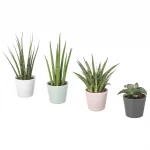 sansevieria-ikea